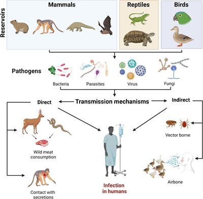 Integrating environmental conservation and public health strategies to combat zoonotic disease emergence: a call to action from the Amazon rainforest